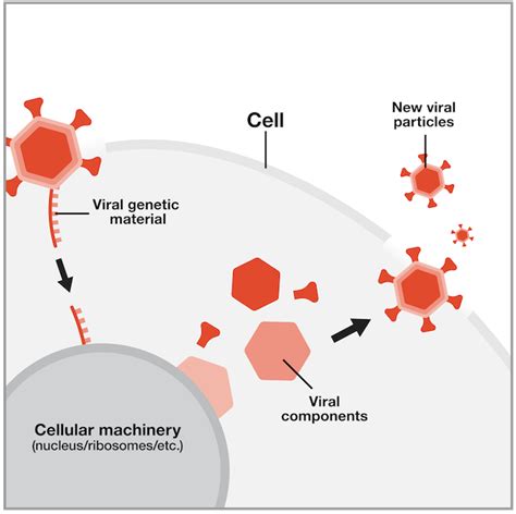 how are viruses similar to vectors